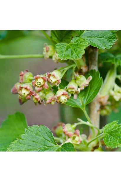 Смородина черная Вернисаж цветения